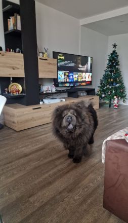Chow Chow blauträger