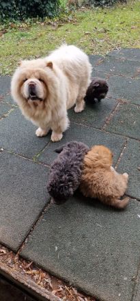 Chow Chow blauträger