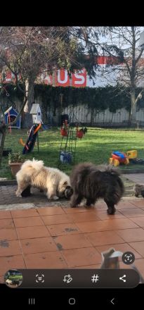 Chow Chow blauträger