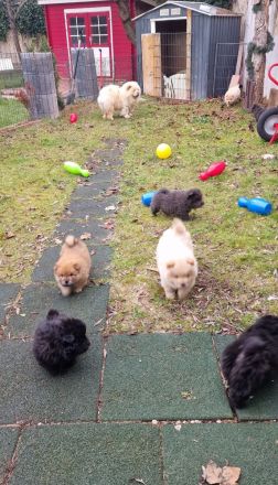 Chow Chow blauträger