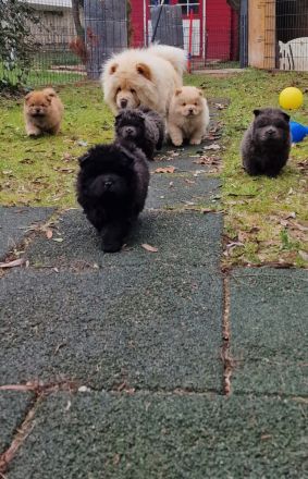 Chow Chow blauträger