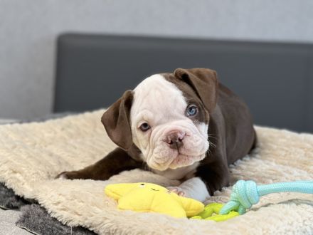 Wundervolle Old englisch Bulldog Welpen
