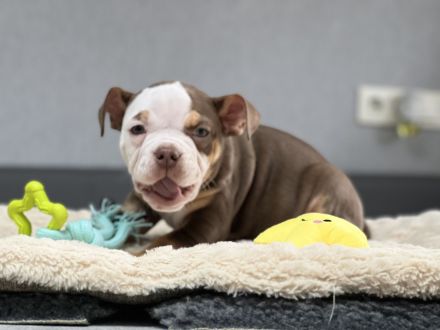 Wundervolle Old englisch Bulldog Welpen