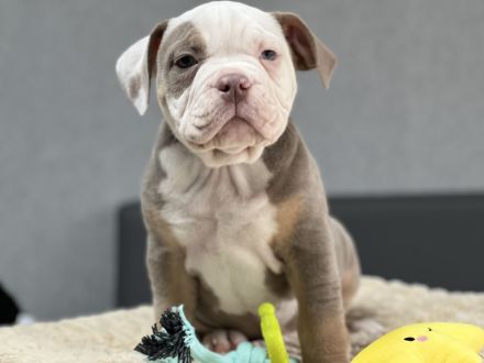 Wundervolle Old englisch Bulldog Welpen