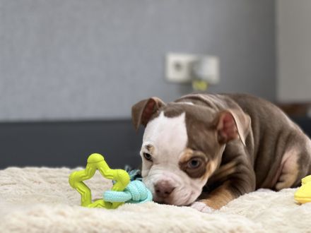 Wundervolle Old englisch Bulldog Welpen