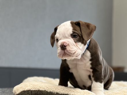 Wundervolle Old englisch Bulldog Welpen