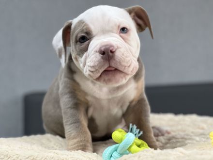 Wundervolle Old englisch Bulldog Welpen