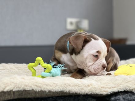 Wundervolle Old englisch Bulldog Welpen