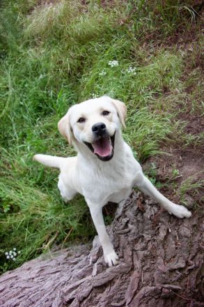 Dilut-Träger Er vererbt silber, charcoal, champagner, weiß bis foxred, schwarz, braun und blond