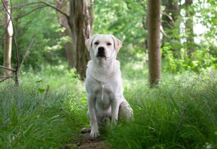 Dilut-Träger Er vererbt silber, charcoal, champagner, weiß bis foxred, schwarz, braun und blond