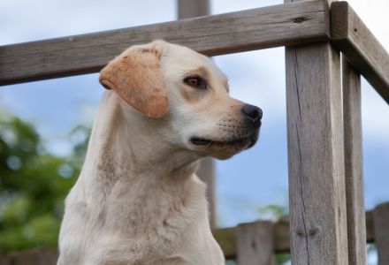 Dilut-Träger Er vererbt silber, charcoal, champagner, weiß bis foxred, schwarz, braun und blond
