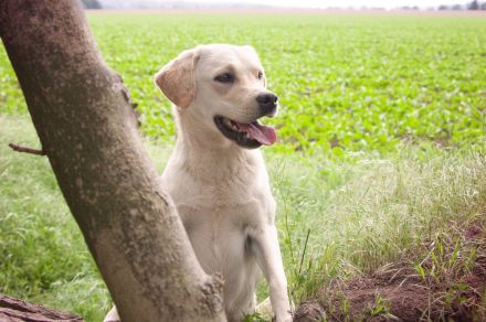 Dilut-Träger Er vererbt silber, charcoal, champagner, weiß bis foxred, schwarz, braun und blond