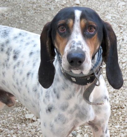 Harris, männlicher Pointer-Mix