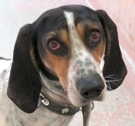 Harris, männlicher Pointer-Mix