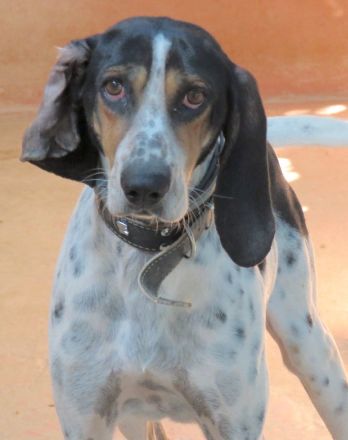 Harris, männlicher Pointer-Mix