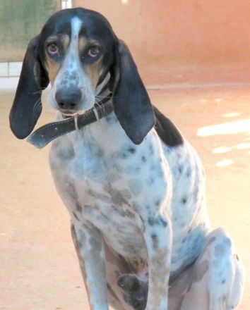 Harris, männlicher Pointer-Mix