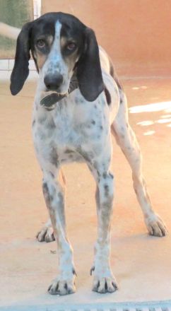 Harris, männlicher Pointer-Mix