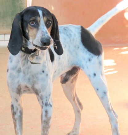 Harris, männlicher Pointer-Mix