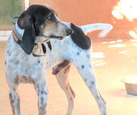 Harris, männlicher Pointer-Mix