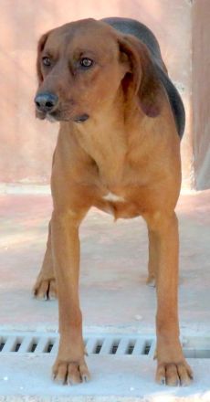 Hogan 3, männlicher Mischling