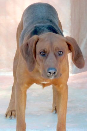 Hogan 3, männlicher Mischling