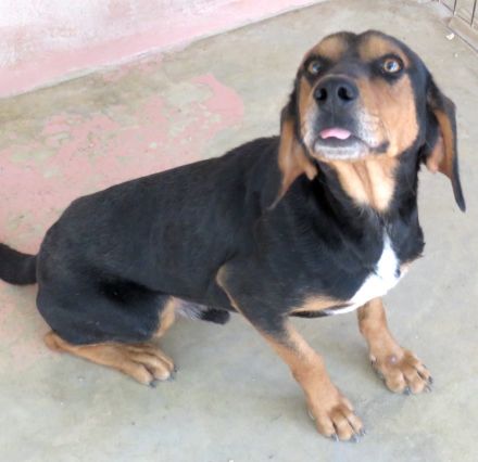 Jack 6, männlicher Mischling