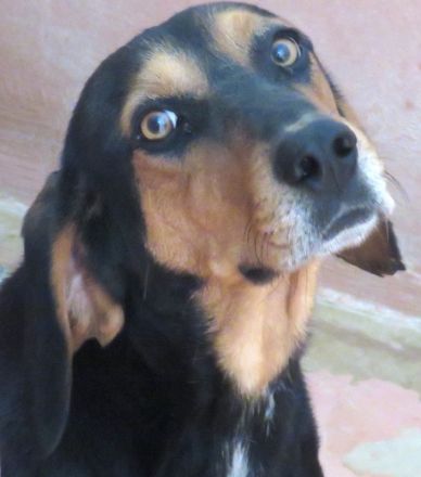 Jack 6, männlicher Mischling