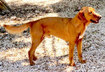 Ian, männlicher Mischling