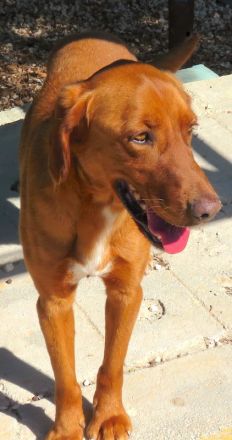 Ian, männlicher Mischling