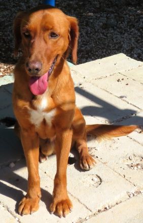 Ian, männlicher Mischling