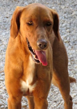 Ian, männlicher Mischling