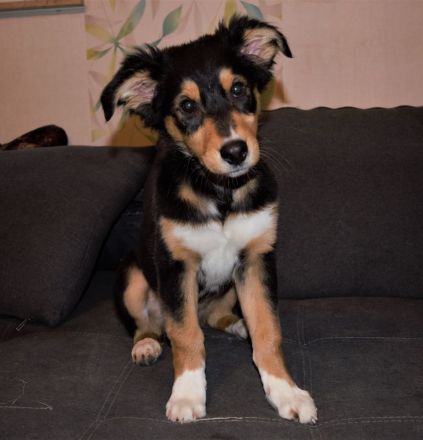 Australian Shepherd Welpen