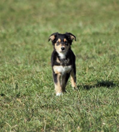 Australian Shepherd Welpen