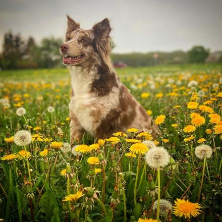 Australian Shepherd Welpen