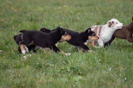 Australian Shepherd Welpen