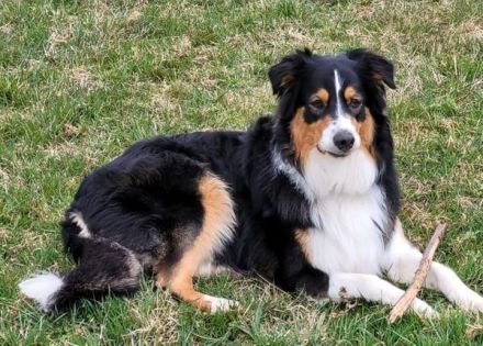 Australian Shepherd Welpen