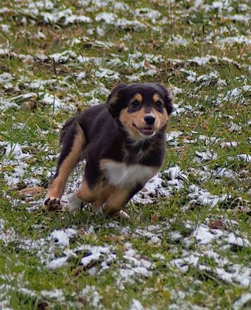 Australian Shepherd Welpen