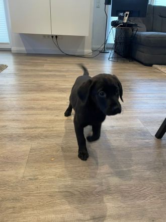 Labrador-Welpen zu verkaufen