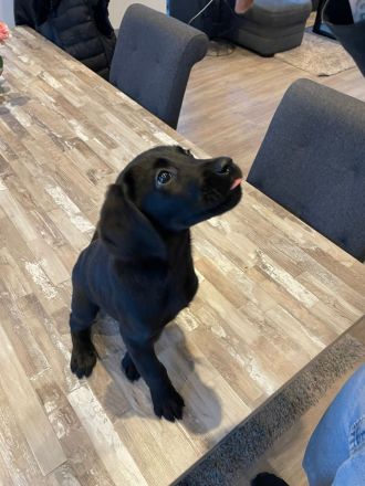 Labrador-Welpen zu verkaufen