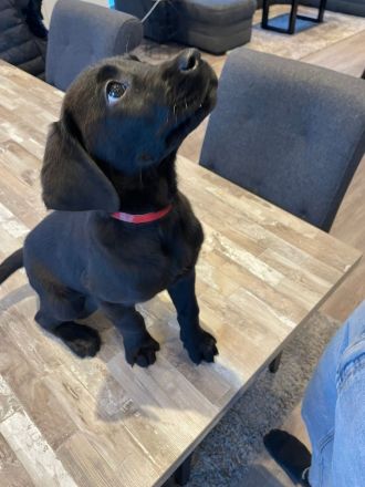 Labrador-Welpen zu verkaufen