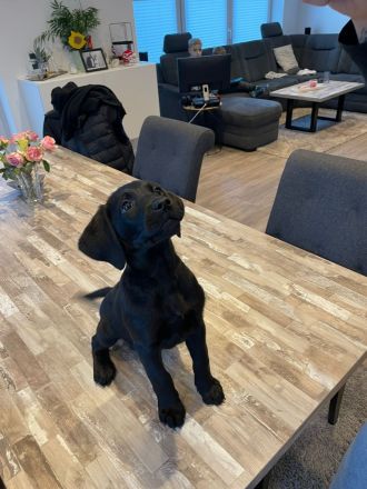 Labrador-Welpen zu verkaufen