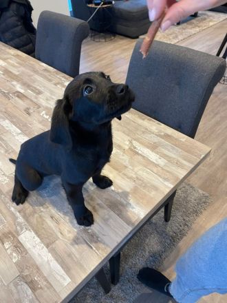 Labrador-Welpen zu verkaufen