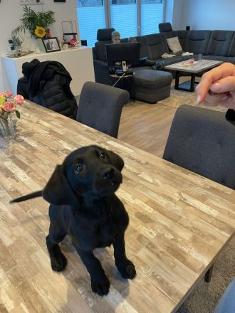 Labrador-Welpen zu verkaufen
