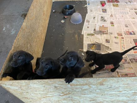 Labrador-Welpen zu verkaufen