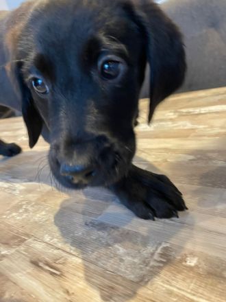 Labrador-Welpen zu verkaufen