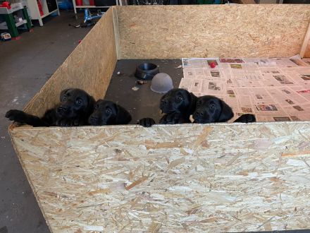 Labrador-Welpen zu verkaufen