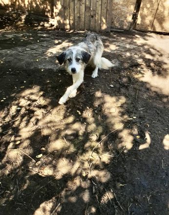 Extrem lieber, verschmuster Rüde Milo sucht seine Menschen