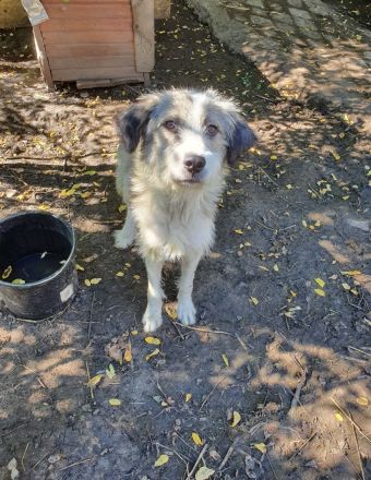 Extrem lieber, verschmuster Rüde Milo sucht seine Menschen