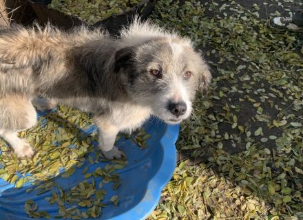 Extrem lieber, verschmuster Rüde Milo sucht seine Menschen