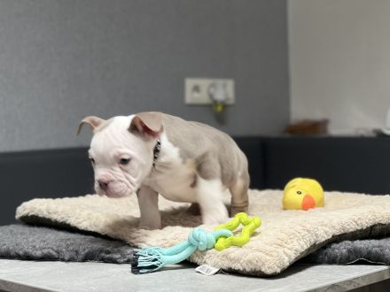 Wunderschöne Oeb Welpen mit Ahnentafel